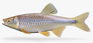 fbx cyprinella spiloptera spotfin shiner