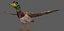 Pato Mallard Lowpoly Rigged