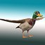Pato Mallard Lowpoly Rigged