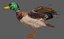 Pato Mallard Lowpoly Rigged