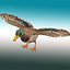 Pato Mallard Lowpoly Rigged