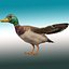 Pato Mallard Lowpoly Rigged