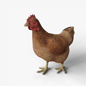 Chicken 3D