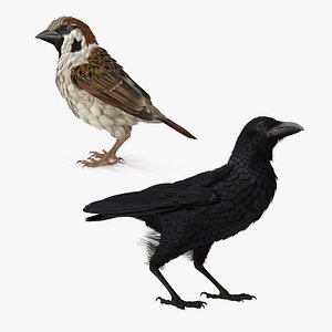 Raven and Sparrow 3D Models Collection