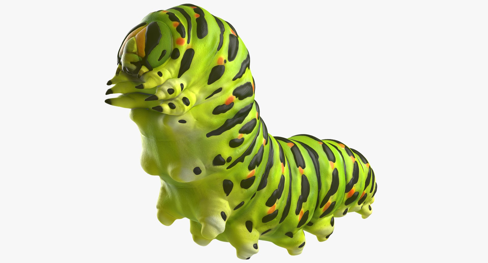 Papilio Machaon Caterpillar reeps 3D model preview