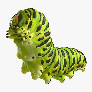 Papilio Machaon Caterpillar reeps