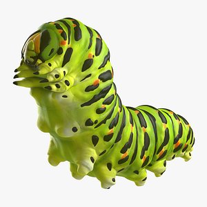Papilio Machaon Caterpillar reeps