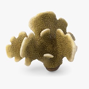 3D Coral Pavona 01 model