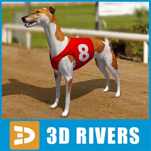 3d model greyhound dogs