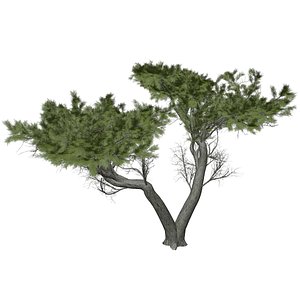 Monterey Cypress Tree - 05 -