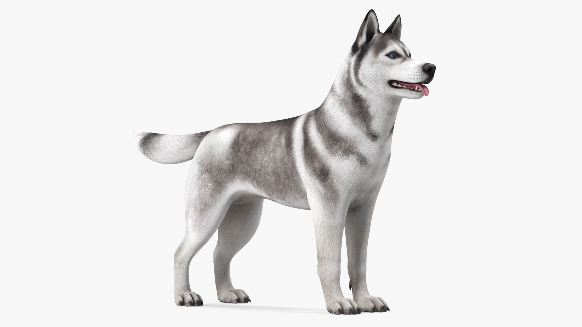 Siberian Husky Gray and White Rigged for Modo 3D model preview
