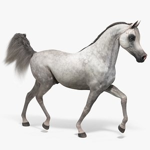 Walking Arabian Horse Gray Dappled Fur