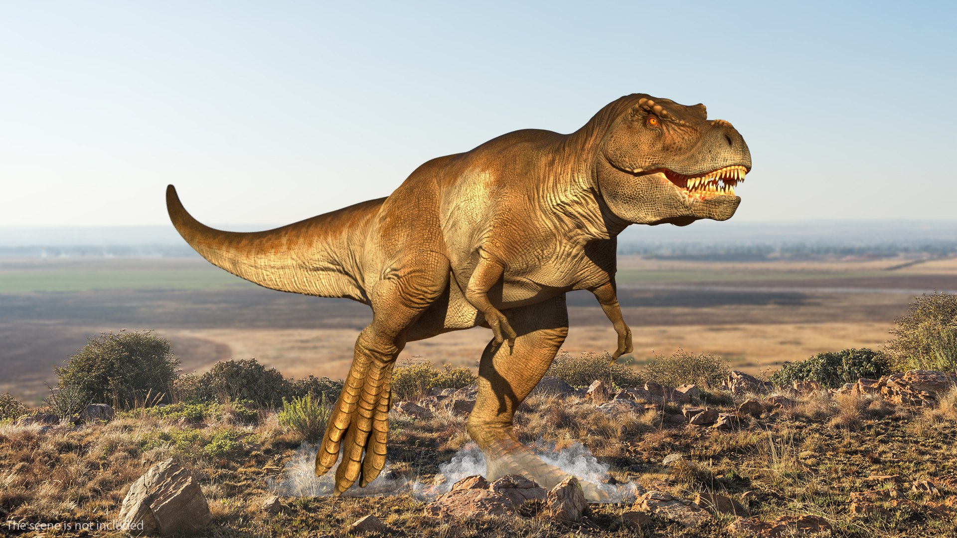 Dinosaur Tyrannosaurus T-Rex run - isola, Stock Video