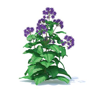 Thistle 3D Model