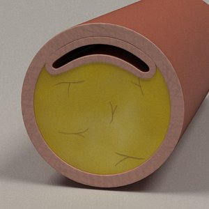 blood vessel 3d model