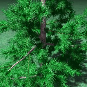 large_pine01