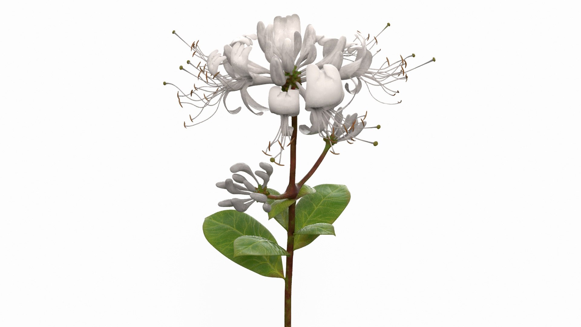 Lonicera Honeysuckle Blooming Sprig White 3D model for industrial visualization, technical presentation, simulation, product rendering, and animation