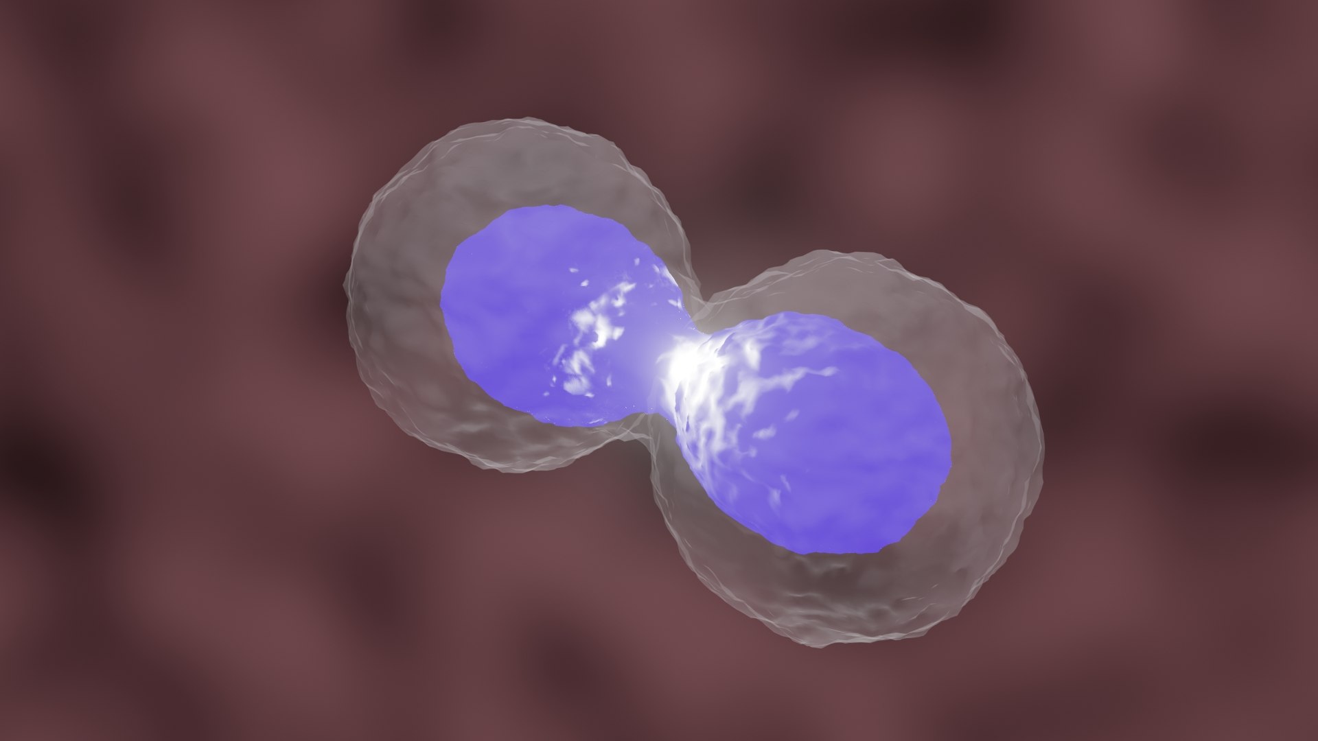 Cell Division or Mitosis 3D https://p.turbosquid.com/ts-thumb/EM/zxWyKU/4A/celldivisionnew20001/jpg/1683868961/1920x1080/fit_q87/21849631d5425a6793097c6c8c37db25aef5529d/celldivisionnew20001.jpg