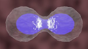 Cell Division or Mitosis 3D