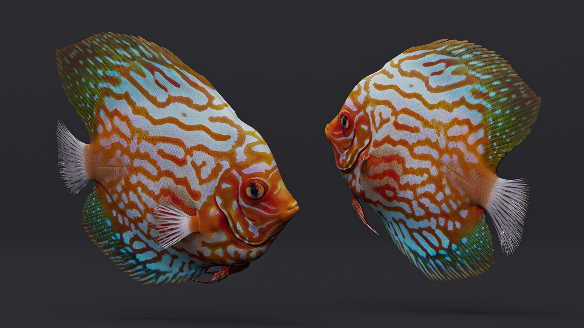 3D Discus Fish Model - TurboSquid 2322905