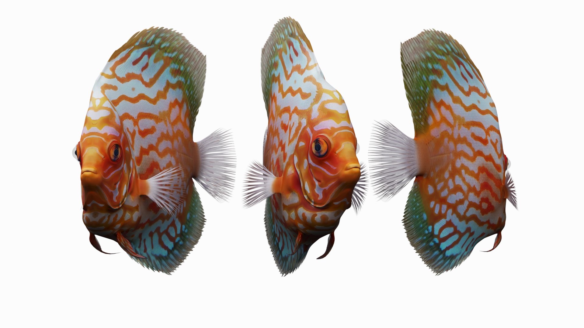 3D Discus Fish Model - TurboSquid 2322905