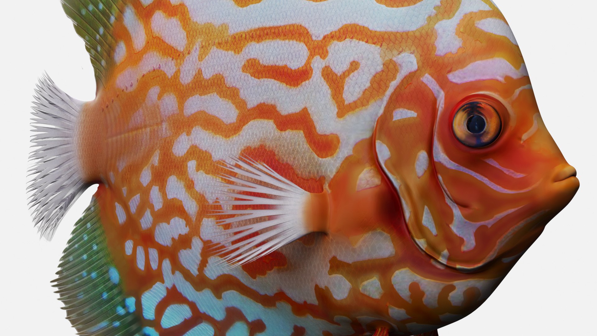 3D Discus Fish Model - TurboSquid 2322905