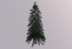 abies fraseri tree 3D model