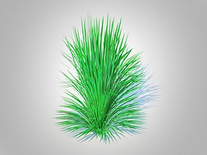 Helictotrichon sempervirens - blue oat grass 3D model