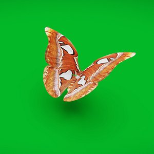 3D Atlas Moth Butterfly