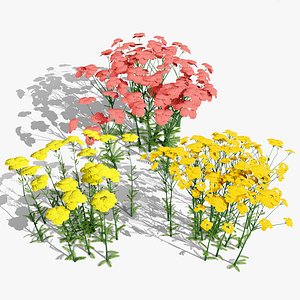Yarrow Perennial Plant 3D Model