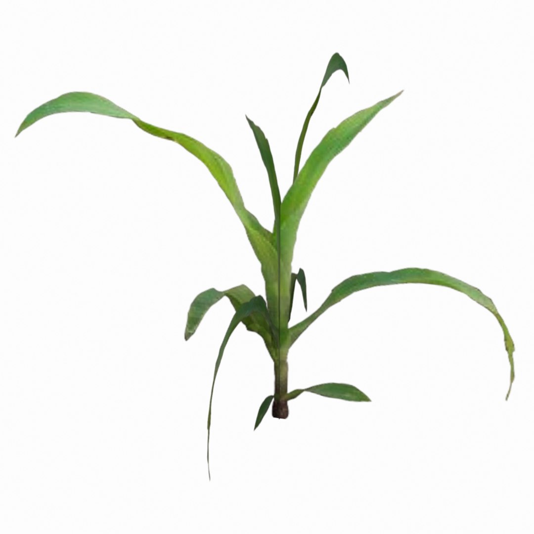 optimized weed plant 3d max https://p.turbosquid.com/ts-thumb/EN/TBC4vd/ZUY9pGSS/weed_perspective02/jpg/1408034520/1920x1080/fit_q87/e0be8f6f89cfb57adc5eecd65caf06e0f578c8ac/weed_perspective02.jpg