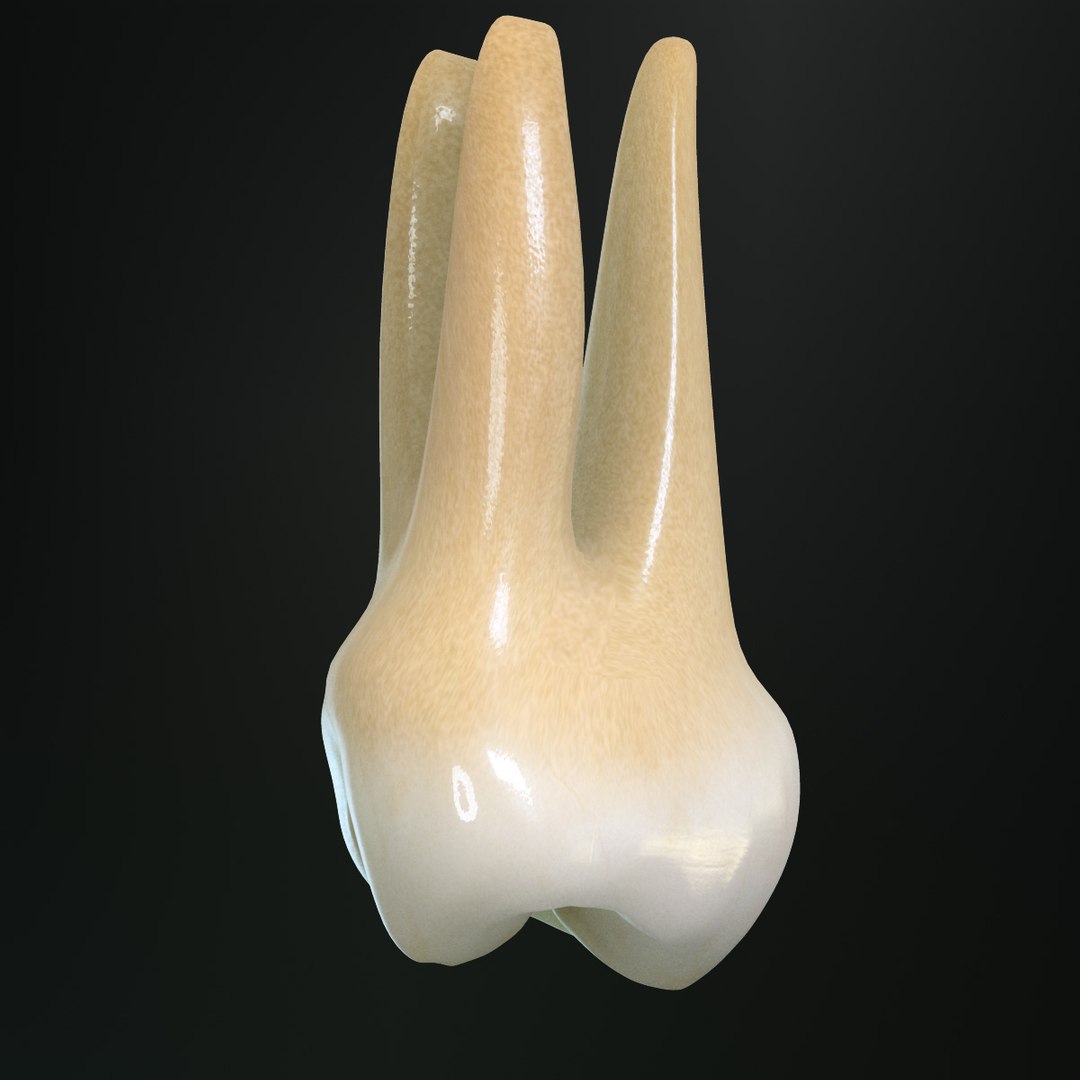 Tooth Upper Molar 3d X