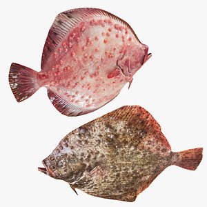 3D model Turbot Fish Collection