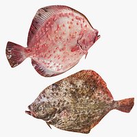 Turbot Fish Collection