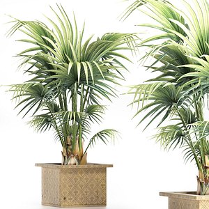 Plants Collection 165 Arabian Sabal Minor