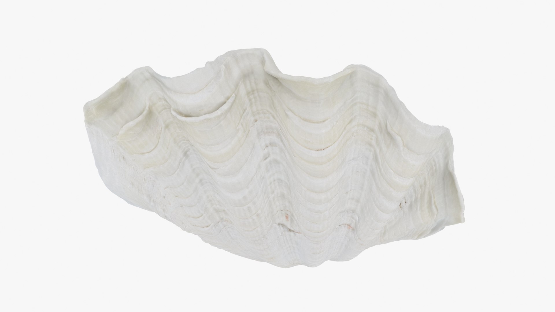 3D Model Giant Clam Shell Half 02 TurboSquid 2302835