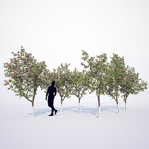 blooming apple tree 3d max