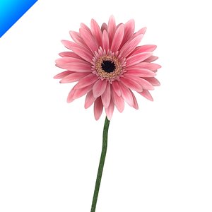 Gerbera