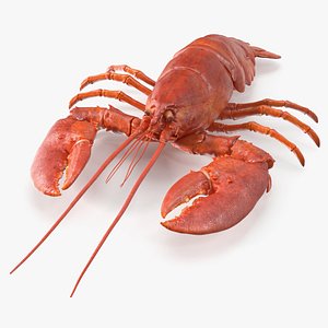Boiled Lobster Rigged for Cinema 4D