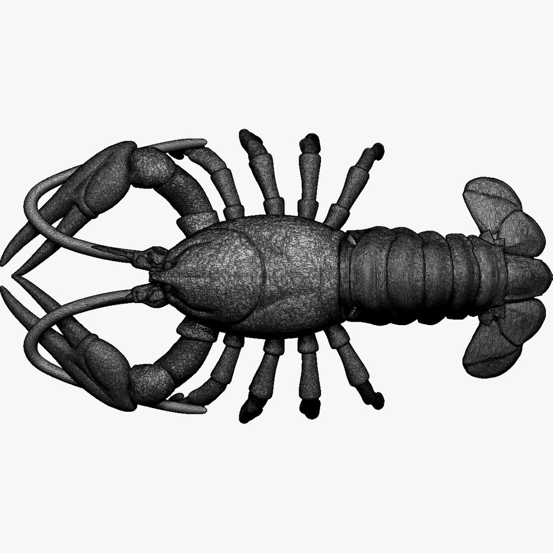 crayfish lobster x https://p.turbosquid.com/ts-thumb/EO/O8v9cC/cAqvQE1B/6/jpg/1459369872/1920x1080/fit_q87/031d2bac1e30ac66ce4678f68be5aba1c597f197/6.jpg
