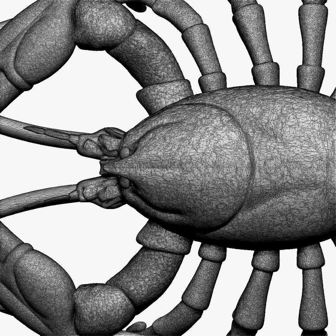 crayfish lobster x https://p.turbosquid.com/ts-thumb/EO/O8v9cC/iZUres5w/7/jpg/1459369885/1920x1080/fit_q87/94654203ba13cf643fdeabb854aea6e21076edc8/7.jpg