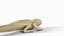 Bearded dragon 3D model