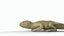 Bearded dragon 3D model