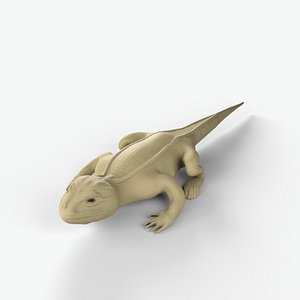 Bearded dragon 3D model
