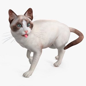 Ragdoll Cat Rigged