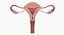 uterus anatomy 3D