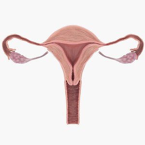 Uterus Anatomy