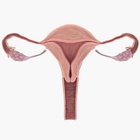 Uterus Anatomy