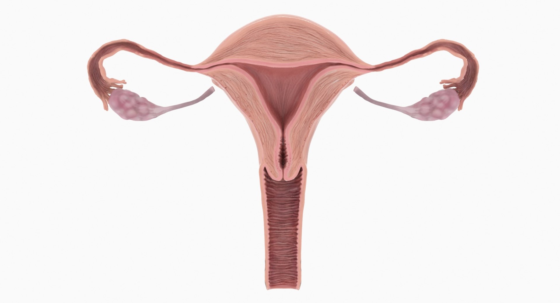 uterus anatomy 3D https://p.turbosquid.com/ts-thumb/EO/Z3KCS7/SsGKlN2A/11_context_image/jpg/1537896742/1920x1080/fit_q87/6685eac1a9202be9167a7d3e2d0778fe6c70f7f5/11_context_image.jpg