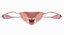 uterus anatomy 3D